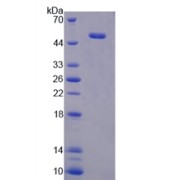 SDS-PAGE analysis of ATF3 Protein.