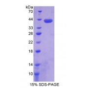 SDS-PAGE analysis of Family With Sequence Similarity 135, Member B Protein.