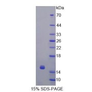 SDS-PAGE analysis of Glutaredoxin Protein.