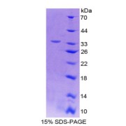 abx167436