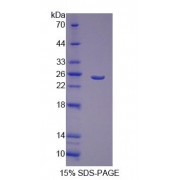 SDS-PAGE analysis of recombinant Mouse GFER Protein.