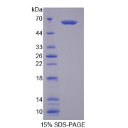 abx167473