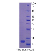 SDS-PAGE analysis of CCL5 Protein.