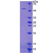 SDS-PAGE analysis of COL2A1 Protein.