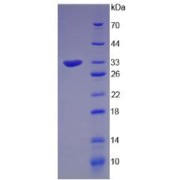 abx167553