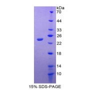 abx167555