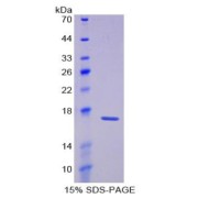 SDS-PAGE analysis of Laminin alpha 1 Protein.