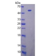 SDS-PAGE analysis of recombinant Rat Lipoprotein Lipase.