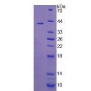 SDS-PAGE analysis of recombinant Rat 11 beta Hydroxysteroid Dehydrogenase Type 2 Protein.