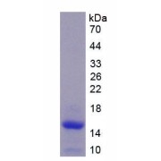 SDS-PAGE analysis of Procalcitonin Protein.