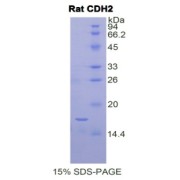 SDS-PAGE analysis of Cadherin, Neuronal Protein.
