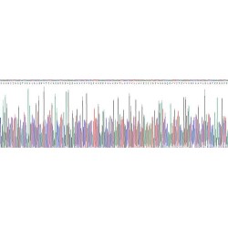 Rat Nicotinamide Adenine Dinucleotide Phosphate Oxidase 3 (NOX3) Protein