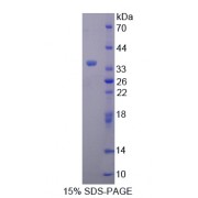 SDS-PAGE analysis of Secretagogin Protein.