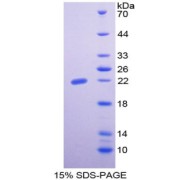 SDS-PAGE analysis of Erythropoietin Protein.