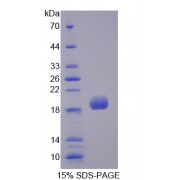 SDS-PAGE analysis of SOD3 Protein.