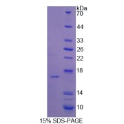 SDS-PAGE analysis of Phospholipase A2, Group IID Protein.