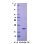 SDS-PAGE analysis of Galectin 2 Protein.