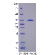 SDS-PAGE analysis of NOX1 Protein.