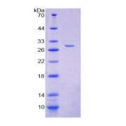 SDS-PAGE analysis of Glutamyl Aminopeptidase Protein.