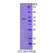 abx167725