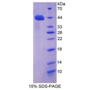 SDS-PAGE analysis of ACE2 Protein.