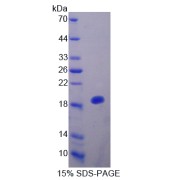 abx167753
