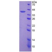 abx167766