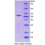 SDS-PAGE analysis of Myogenin Protein.