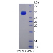 SDS-PAGE analysis of G Protein gamma 8 Protein.