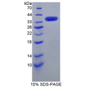 SDS-PAGE analysis of SRSF Protein Kinase 3 Protein.