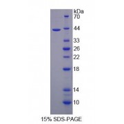 SDS-PAGE analysis of Brain Protein 44 Like Protein.