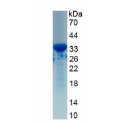 SDS-PAGE analysis of recombinant Human Tumor Protein p53 Protein.