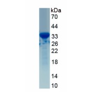 SDS-PAGE analysis of recombinant Human Tumor Protein p53 Protein.