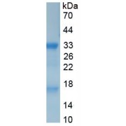 SDS-PAGE analysis of recombinant Mouse Myelin Basic Protein.