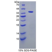 abx167856