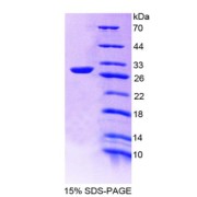 SDS-PAGE analysis of MAPKAPK2 Protein.