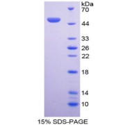 SDS-PAGE analysis of recombinant Human Bone Morphogenetic Protein 7 Protein.
