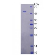 SDS-PAGE analysis of recombinant Human Surfactant Associated Protein B Protein.