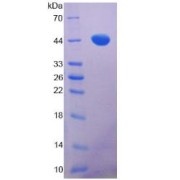 SDS-PAGE analysis of MAPT Protein.