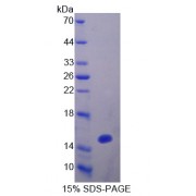 SDS-PAGE analysis of Occludin/ELL Domain Containing Protein 1 Protein.
