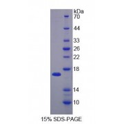 SDS-PAGE analysis of SH3 Domain Binding Glutamic Acid Rich Protein Like Protein.