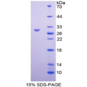 SDS-PAGE analysis of Syndecan 1 Protein.