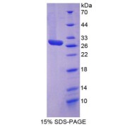 SDS-PAGE analysis of Clusterin Protein.