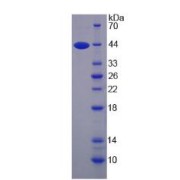 SDS-PAGE analysis of IL13 Protein.