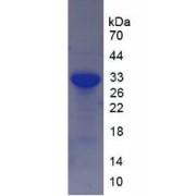 SDS-PAGE analysis of NAD-Dependent Protein Deacetylase Sirtuin-2 Protein.