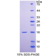 abx168056