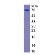 SDS-PAGE analysis of recombinant Osteopontin Protein.