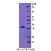 SDS-PAGE analysis of Drebrin 1 Protein.