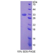 SDS-PAGE analysis of Septin 6 Protein.