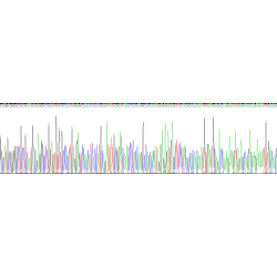 Human Vascular Endothelial Growth Factor 145 (VEGF145) Protein